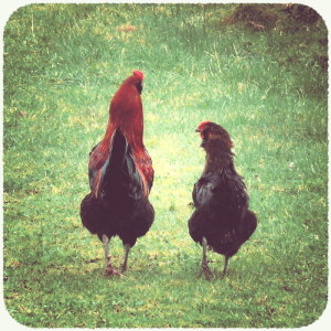 Huhn und Hahn