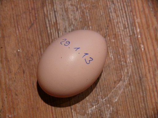 Das erste Ei