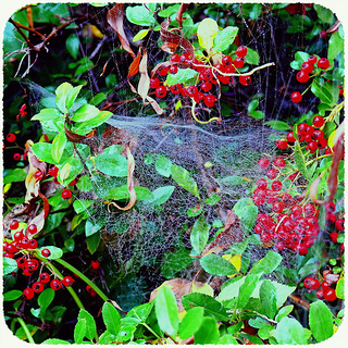 Web