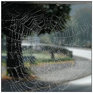 Web