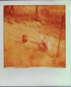 Polaroid Hühner