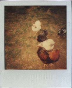 Polaroid Hühner